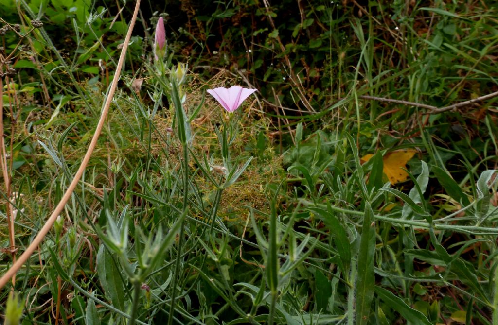 Convolvulus cantabrica